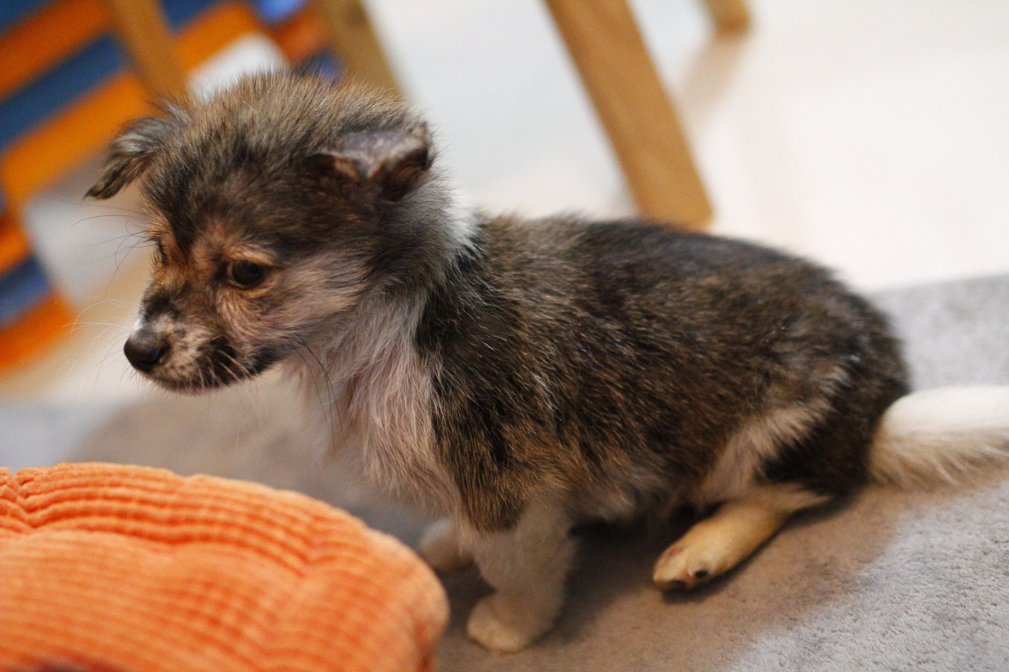 两个月公狗找领养