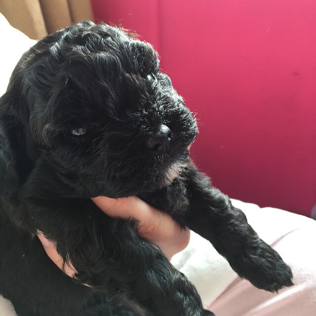 出售黑色贵宾幼崽4只,超级可爱