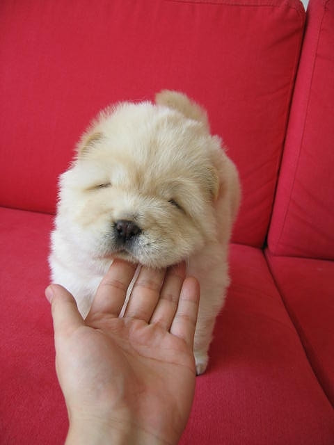 一窝健康可爱的肉嘴松狮幼崽 喜欢可以直接加我详聊 上门自取