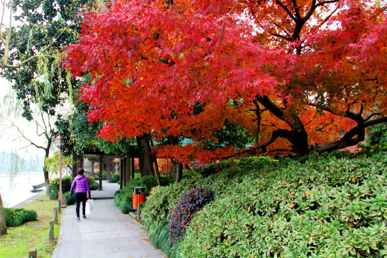 【新观察】西湖枫叶红,处处景色美