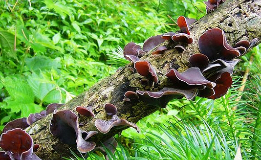 哺乳期能吃木耳吗?-宝妈知识大全-杭州19楼