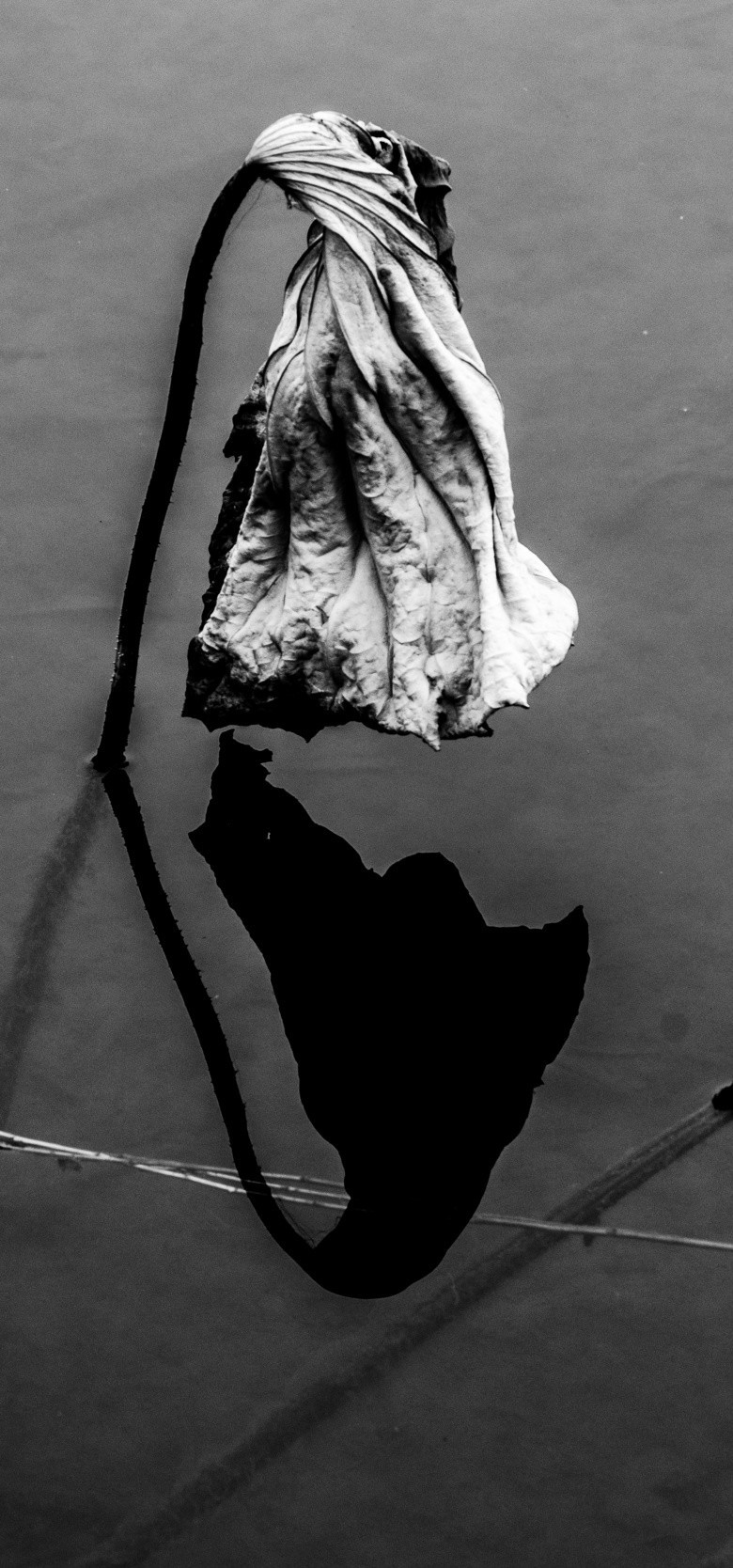 荷叶生时春恨生,荷叶枯时秋恨成.