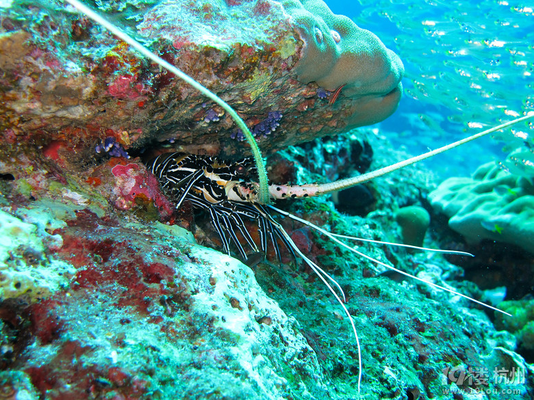 寒山的斯米兰船宿之旅