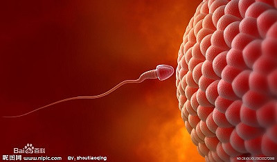 精子活力竟然还有等级?精子活力低是什么原因