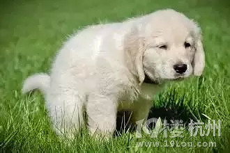 狗拉屎的方向竟和地球磁场有关？