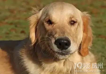 狗拉屎的方向竟和地球磁场有关？