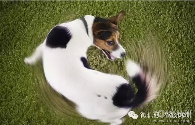 狗拉屎的方向竟和地球磁场有关？