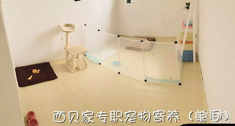 杭州专职宠物寄养 加微信看场地照片 tianshijinliequ5417