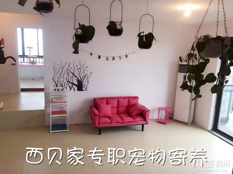 杭州专职宠物寄养 加微信看场地照片 tianshijinliequ5417