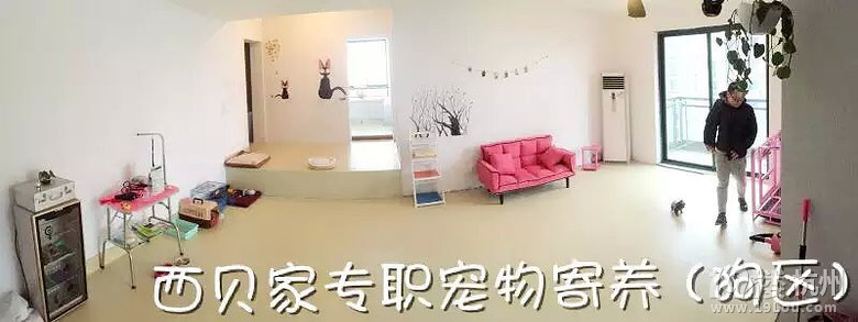 杭州专职宠物寄养 加微信看场地照片 tianshijinliequ5417