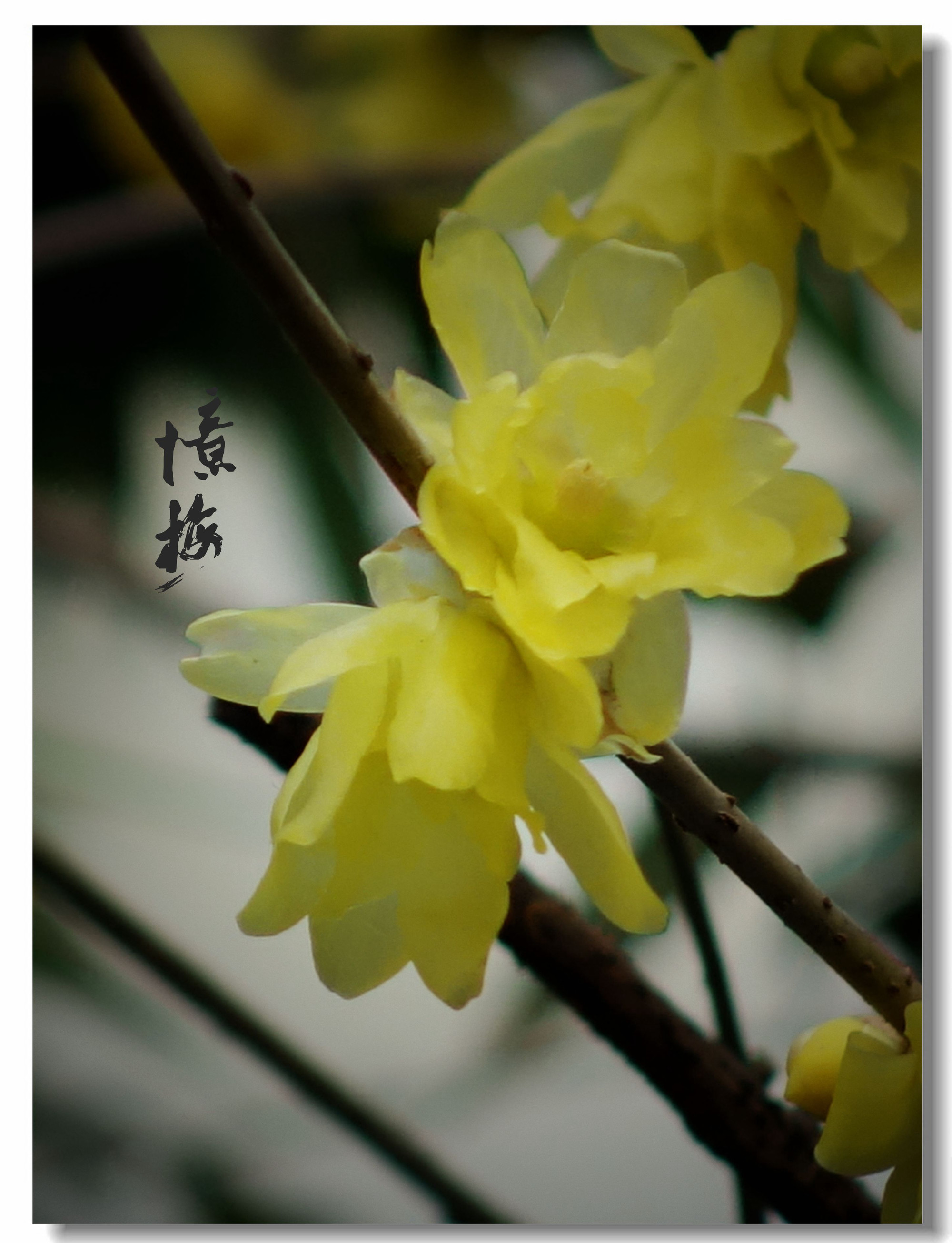 【忆梅】