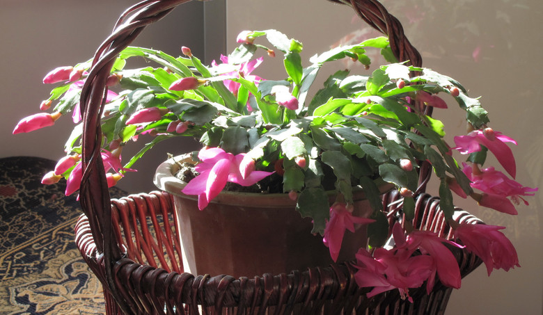 老妈家的蟹爪兰