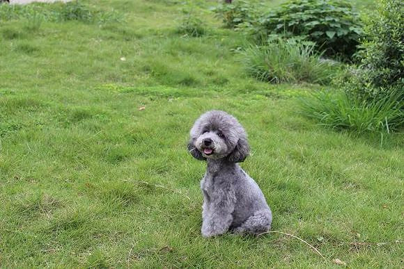 出售微小玩具体型灰贵.狗贩子勿来.