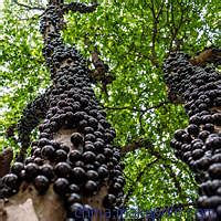 孕妇能吃嘉宝果吗 孕妇吃嘉宝果会怎么样-宝妈