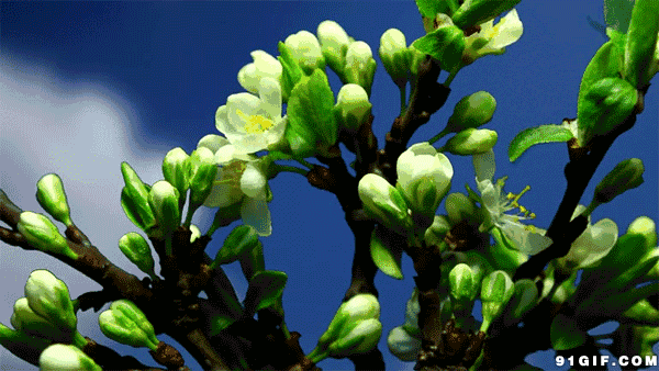 600_338gif 动态图 动图