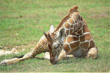 睡觉的长颈鹿,看的我脖子有点酸