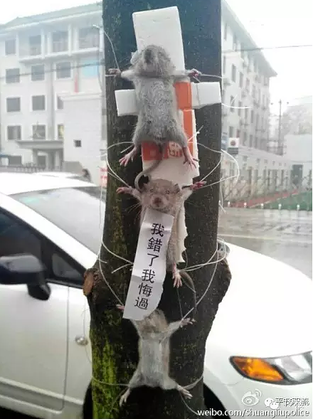 史上最凄惨的老鼠!被大妈抓了之后,竟然对它做这个