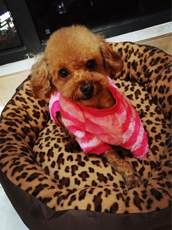 【急】5岁公贵宾得了胰腺炎,急性肾衰竭。有狗