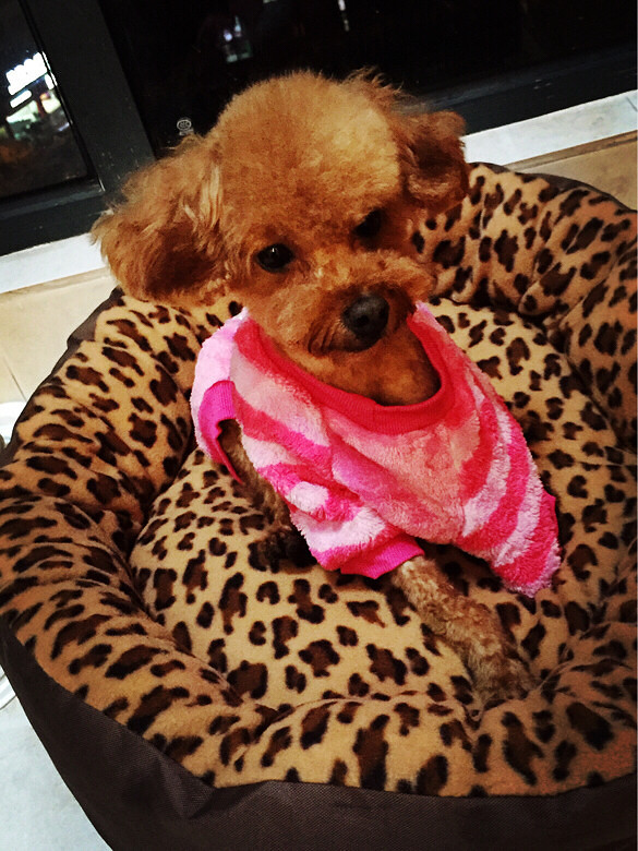 【急】5岁公贵宾得了胰腺炎,急性肾衰竭。有狗