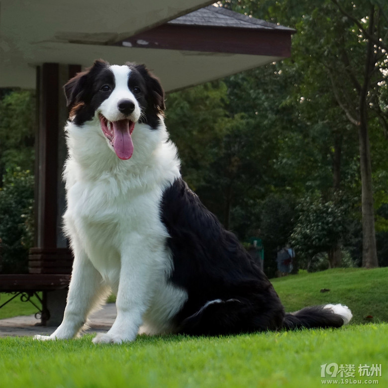 万元寻爱犬黑白边境牧羊犬leo城西走失