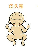 胎儿头围标准是什么？偏大或偏小怎么办？