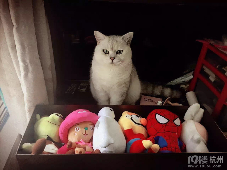 2015年浪漫猫屋美照集锦——快来看看有没有你家的小宝贝