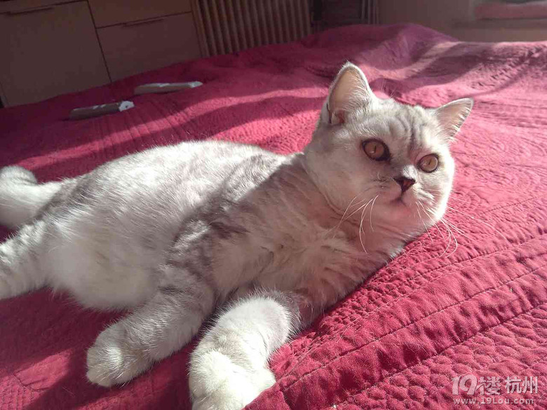 2015年浪漫猫屋美照集锦——快来看看有没有你家的小宝贝