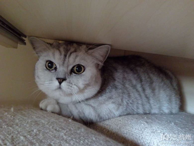 2015年浪漫猫屋美照集锦——快来看看有没有你家的小宝贝