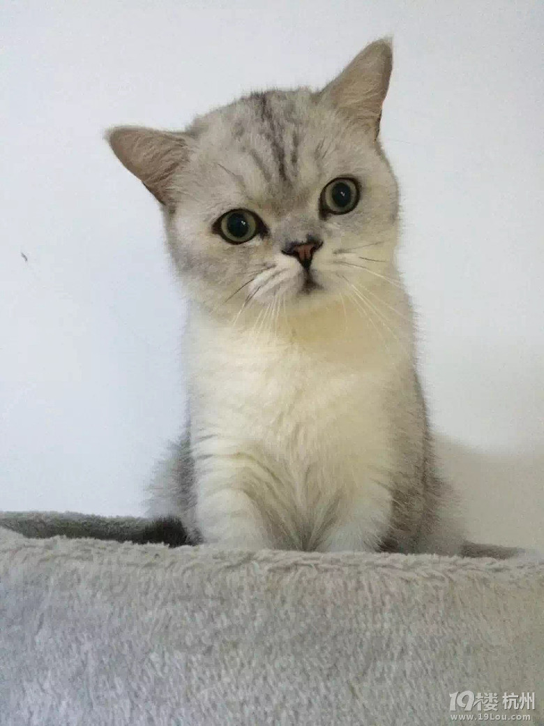 2015年浪漫猫屋美照集锦——快来看看有没有你家的小宝贝