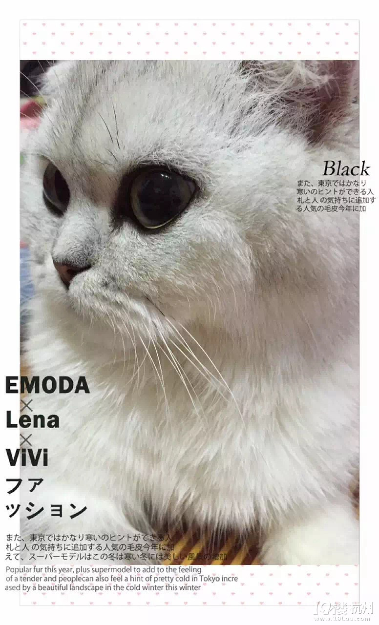 2015年浪漫猫屋美照集锦——快来看看有没有你家的小宝贝