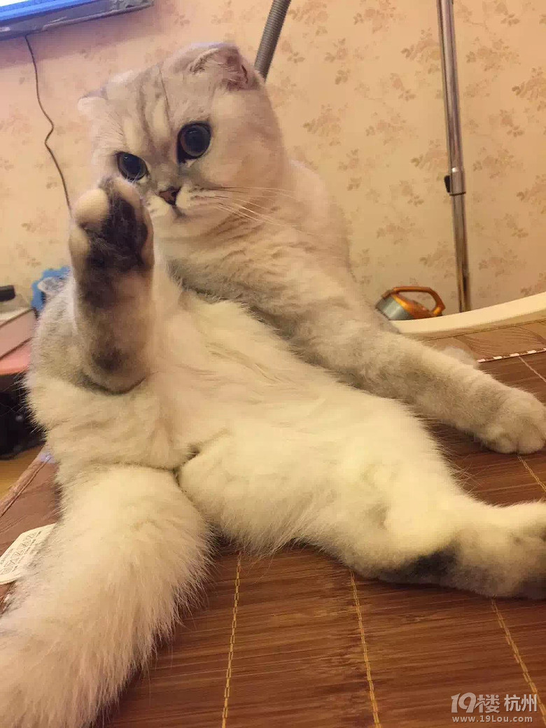 2015年浪漫猫屋美照集锦——快来看看有没有你家的小宝贝