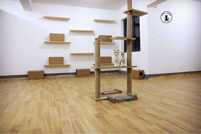 咱杭州人自家的个性化猫舍终于成立啦!我们