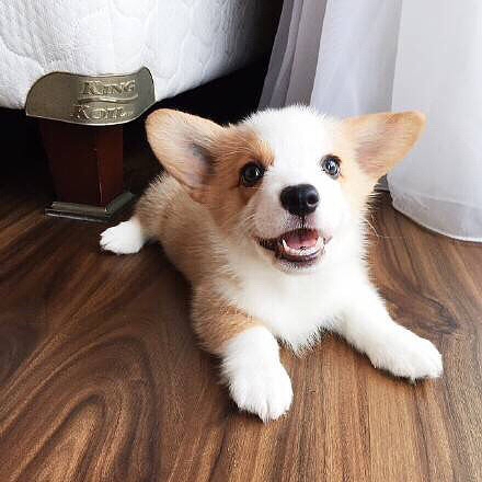 半岁大的小柯基milo