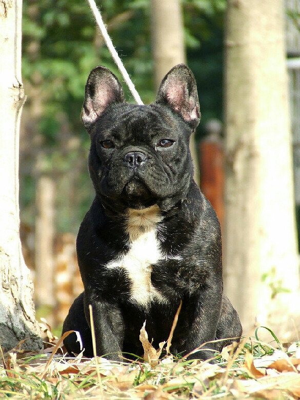 杭州滨江家养法国斗牛犬黑白花小公狗求带走