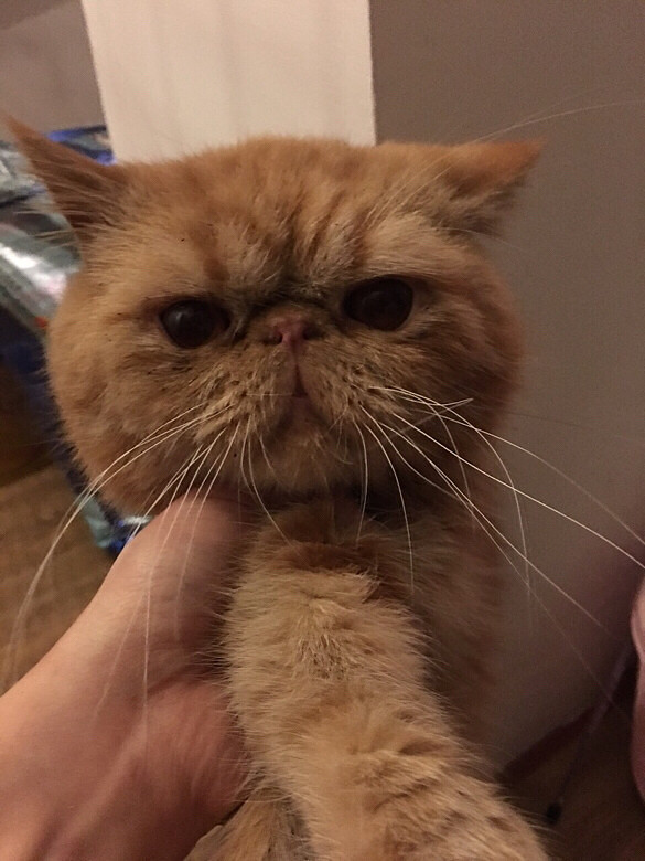 图一:成母暹罗猫母猫,再一个礼拜就一岁了-宠物