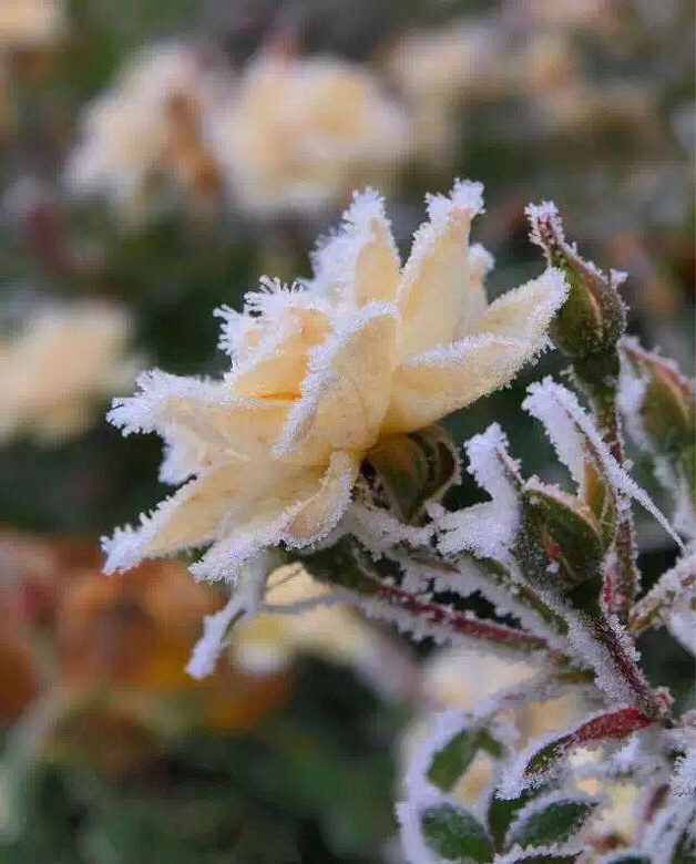 【旅行美照】傲霜的玫瑰