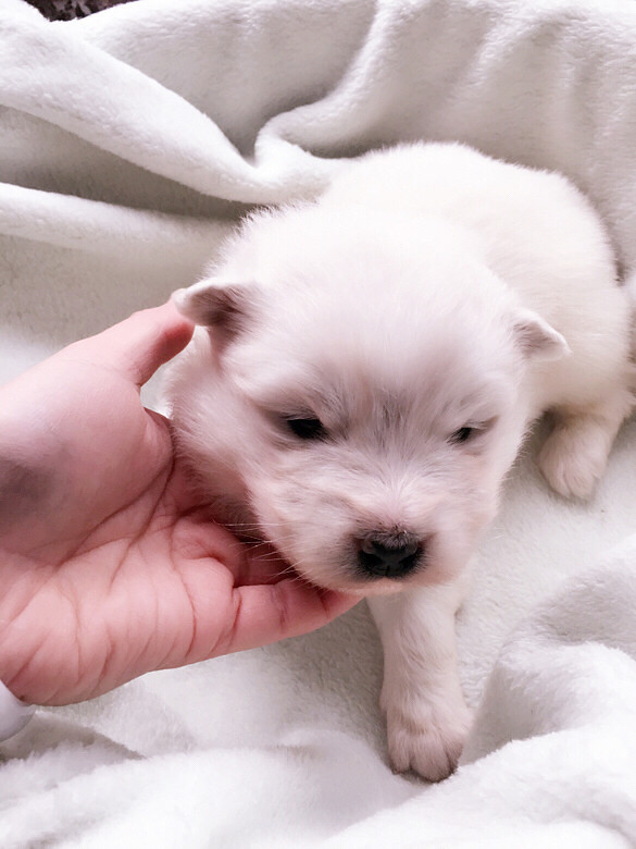 家有萨摩耶自己生的小奶狗,马上就要满月啦