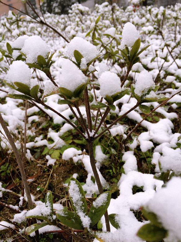有雪才冻得值给朋友车上捏个酷雪人