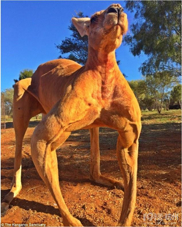 拳击袋鼠roger回归 人类已经不能阻止它更man了!