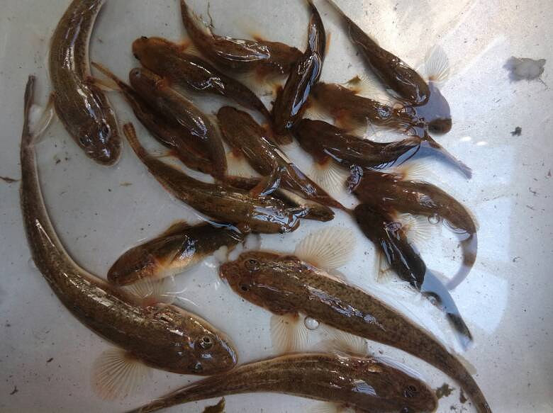 這是什麼魚,錢塘江釣的