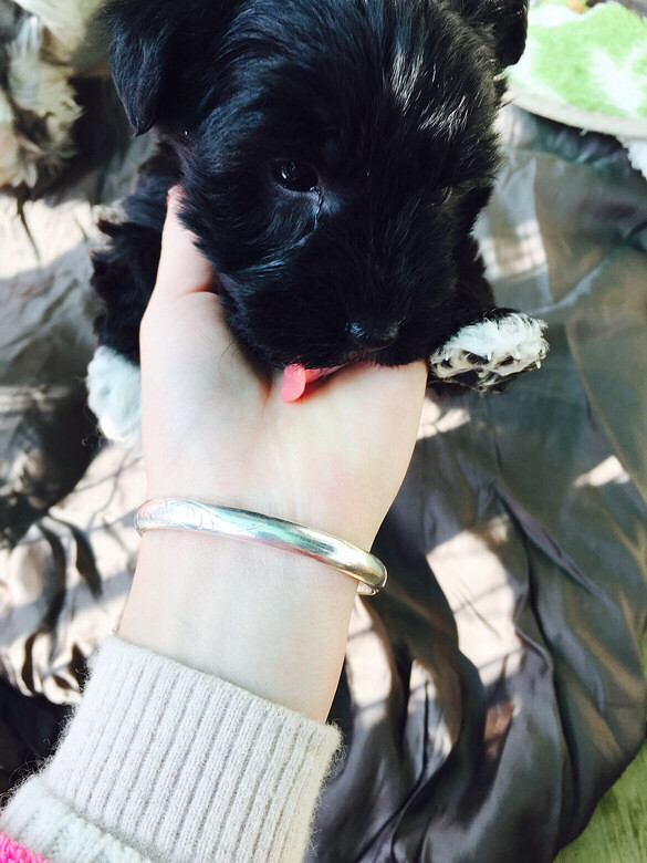 雪纳瑞跟比熊的串串,40天了,需要的联系