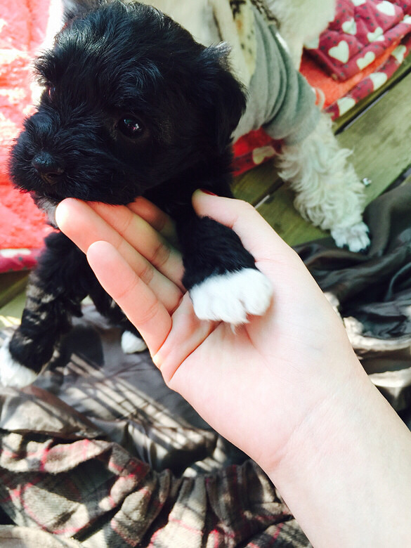 雪纳瑞跟比熊的串串,40天了,需要的联系