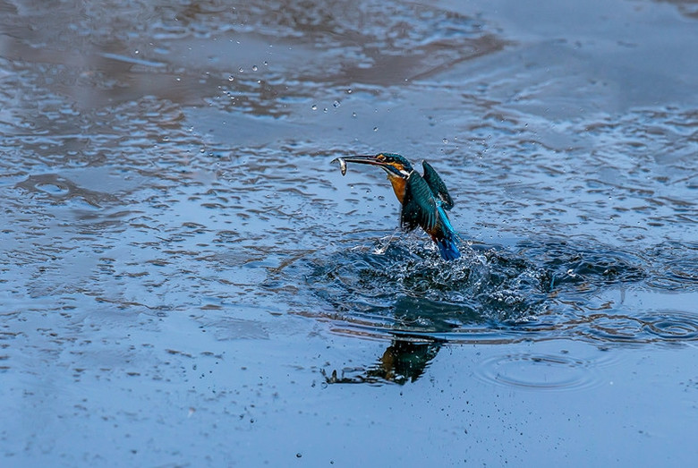 叼魚郎戲水捕食