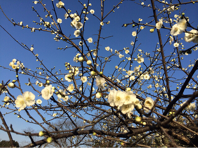 天蓝蓝,梅花暗自香.