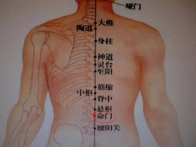 每天学点健康常识 帖子 主治: 遗精,阳痿,月经不调,痛经,遗尿,腰痛