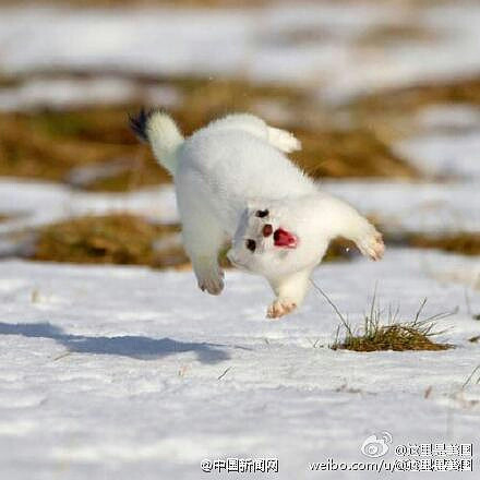 扫雪动物图图片