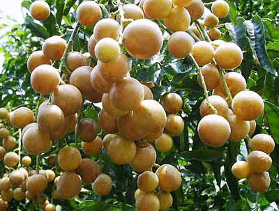 孕妇能吃黄皮果吗,孕妇吃黄皮果会怎样?-宝妈