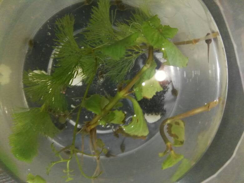 小弧斑姬蛙蝌蚪