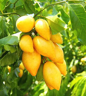 孕妇能吃黄皮果吗?孕妇吃水果要注意咯-宝妈知