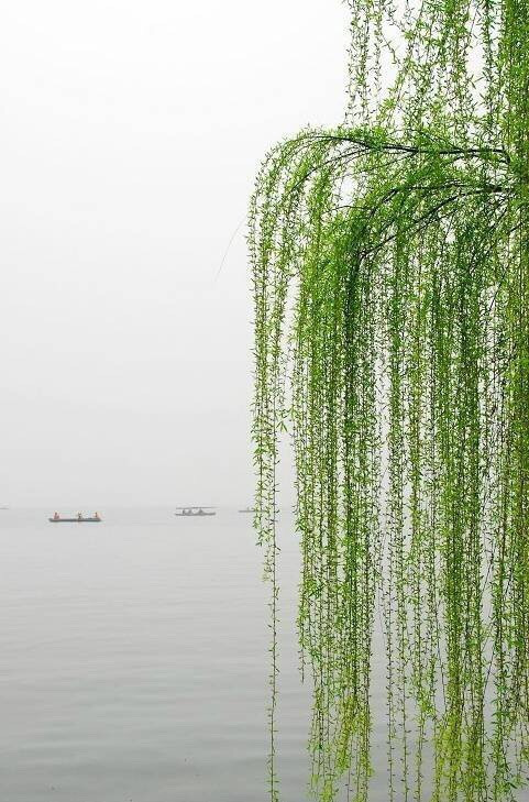 杨柳堆烟,帘幕无重数